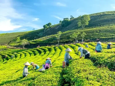 tour-tham-quan-doi-che-cau-dat-farm-da-lat-1-ngay-750